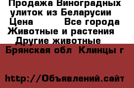 Продажа Виноградных улиток из Беларусии › Цена ­ 250 - Все города Животные и растения » Другие животные   . Брянская обл.,Клинцы г.